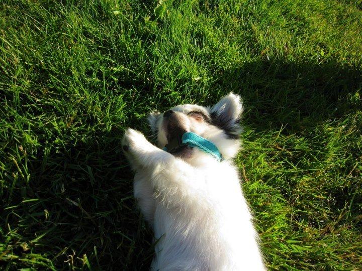 Chihuahua *Iceman* - Icey <3 billede 3