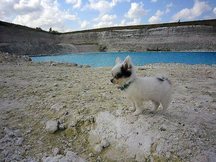 Chihuahua *Iceman* - Iceman 3 mdr. billede 4