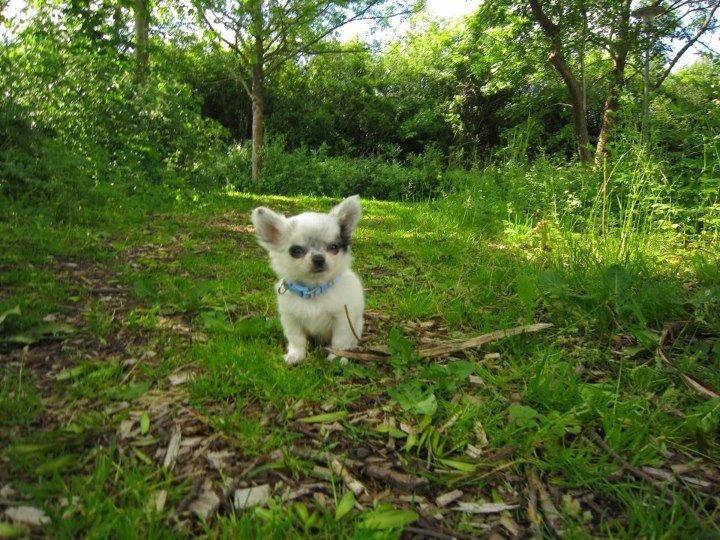 Chihuahua *Iceman* - Iceman 9 uger. billede 5