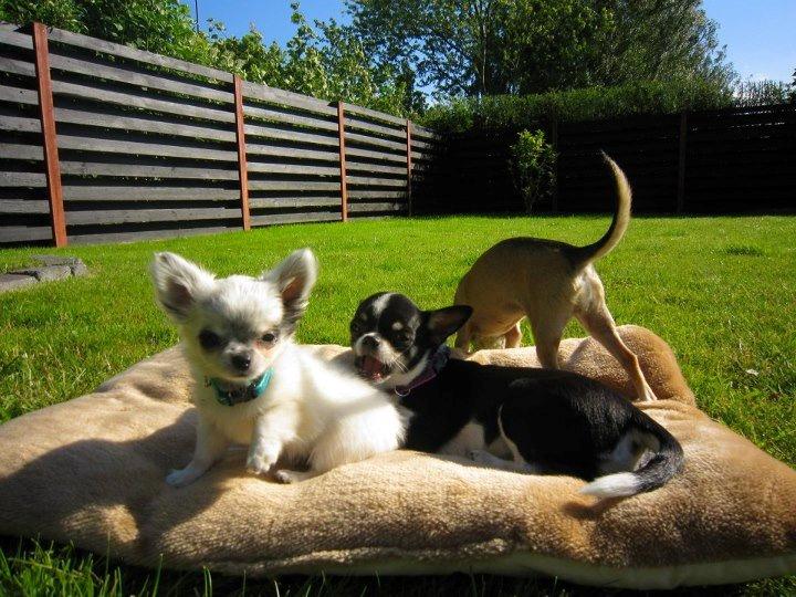 Chihuahua *Iceman* - Iceman & Melina <3 billede 6