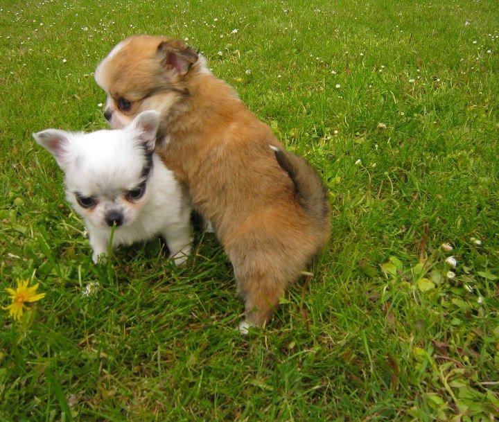 Chihuahua *Iceman* - Iceman og sster Innocent 6 uger <3 billede 7