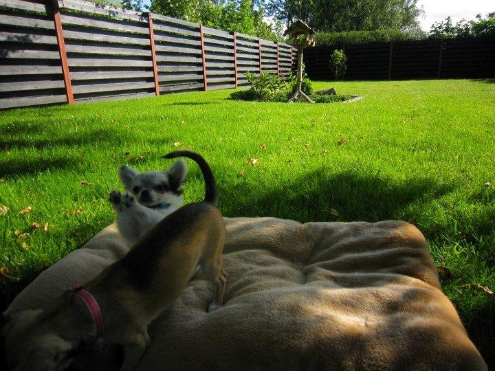 Chihuahua *Iceman* - Lille Icey :) billede 8