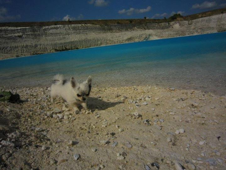 Chihuahua *Iceman* billede 9