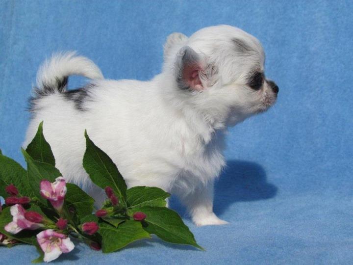 Chihuahua *Iceman* billede 10