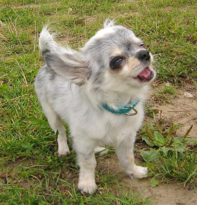 Chihuahua *Iceman* billede 11