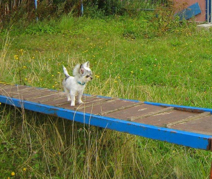 Chihuahua *Iceman* billede 12