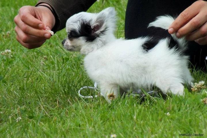 Chihuahua *Iceman* billede 13