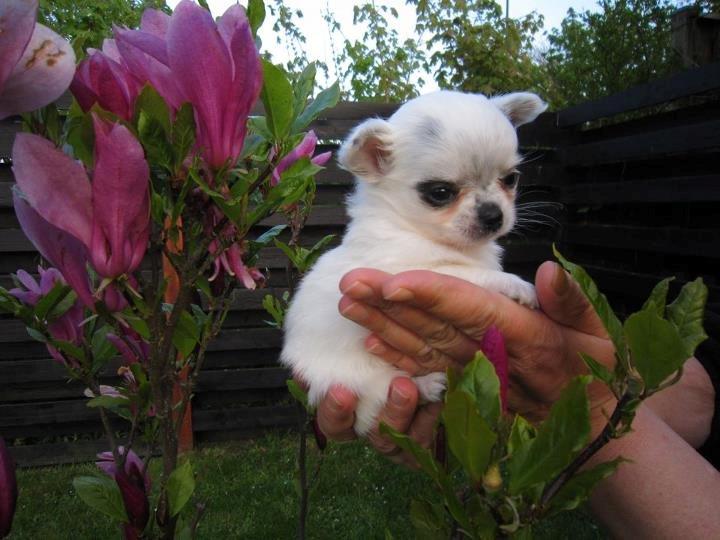 Chihuahua *Iceman* billede 14