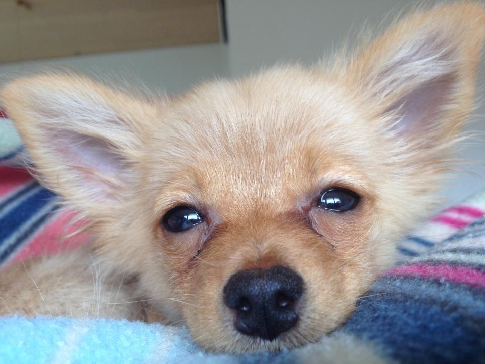 Blanding af racer Tjecko - kæmpe snude!  billede 10