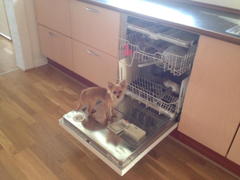 Blanding af racer Tjecko - Når mor ikke er i køkkenet laver Tjecko ulykker :) men han er da ikke til at skælde ud <3 billede 11