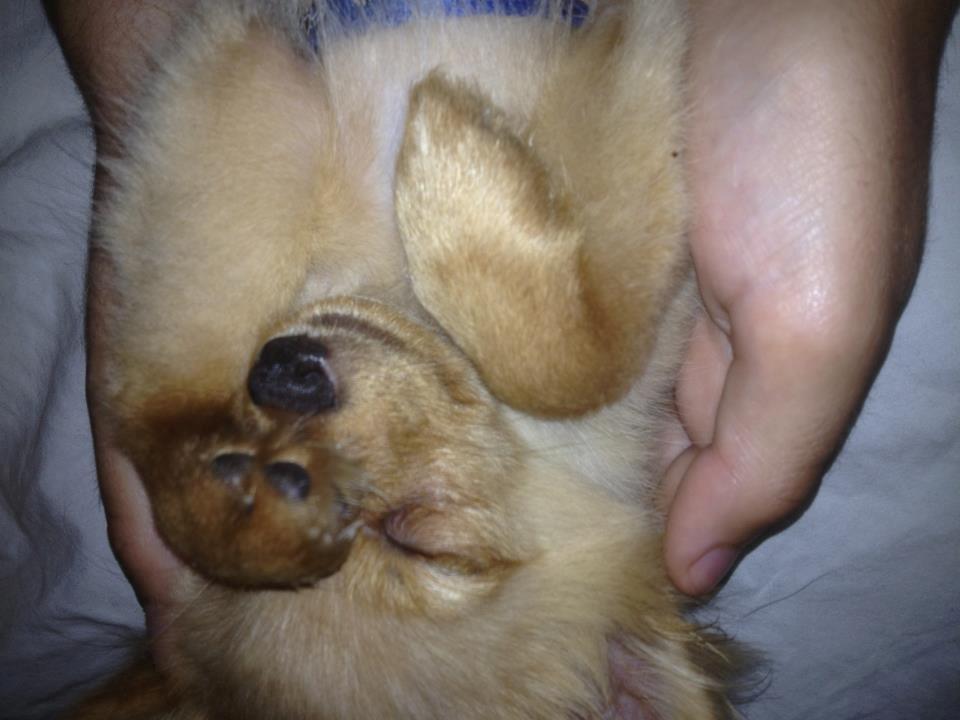 Blanding af racer Tjecko - søde Tjecko, sover endnu en gang :) billede 12