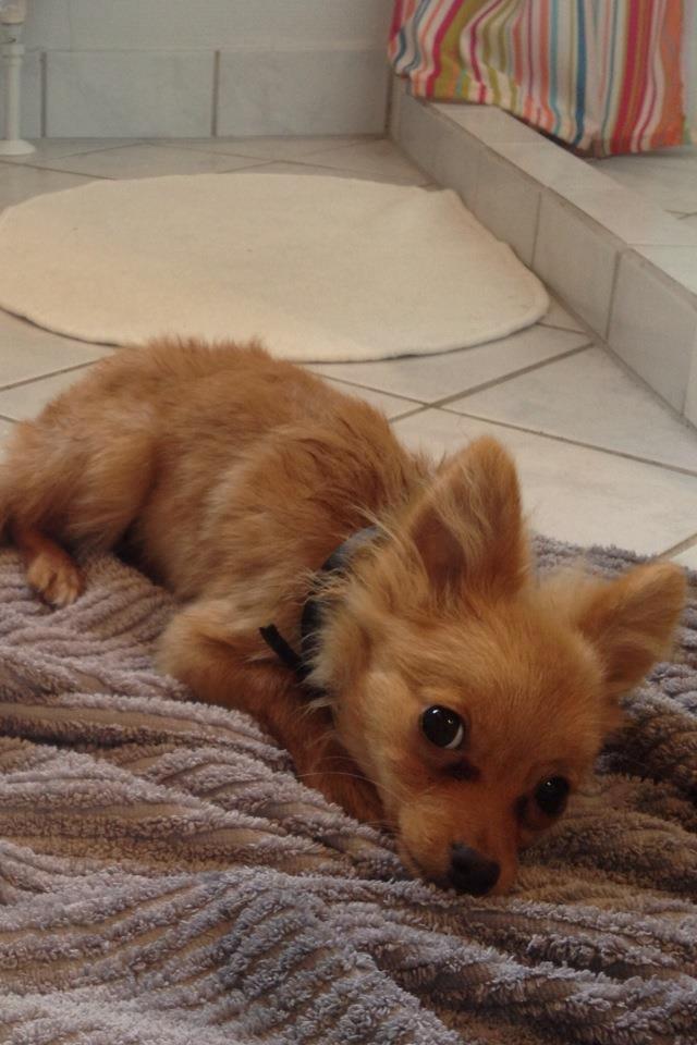 Blanding af racer Tjecko - Tjecko i bad :)  billede 1