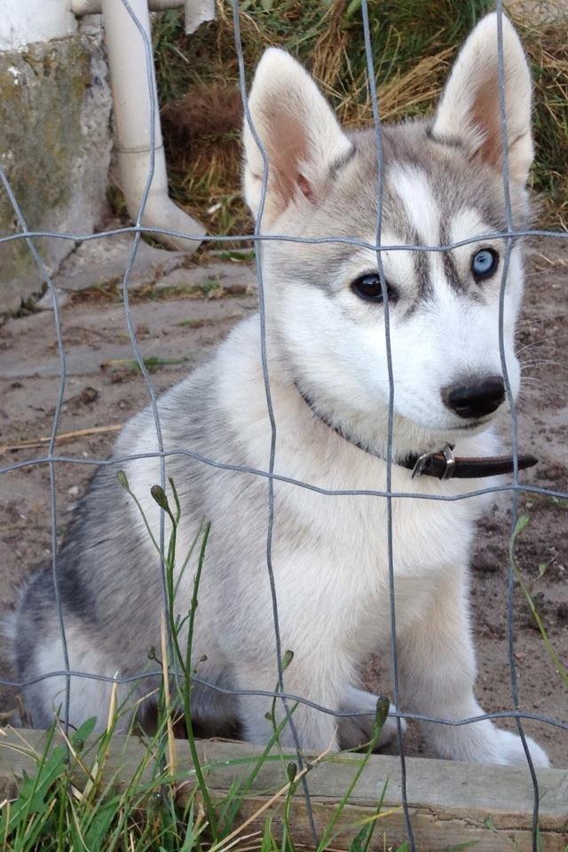Siberian husky Nizmo billede 3