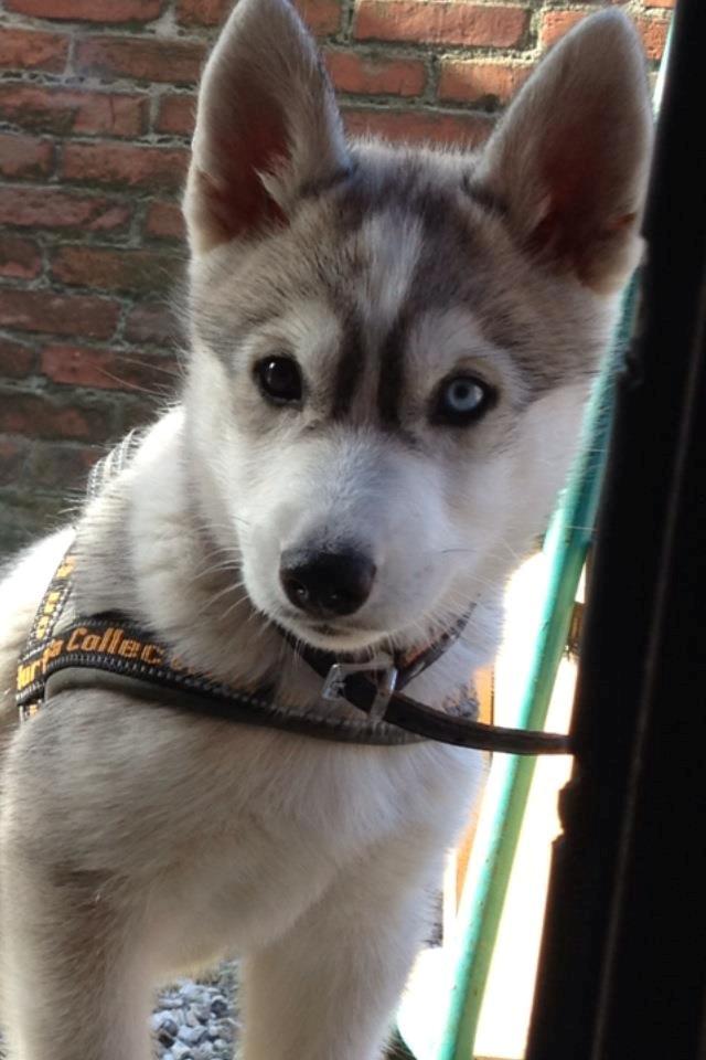 Siberian husky Nizmo - Flotte billede 1