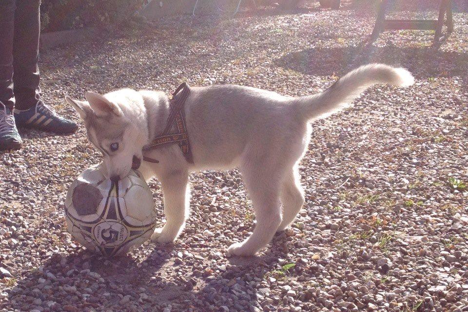 Siberian husky Nizmo - Fodboldtøs <3 billede 4