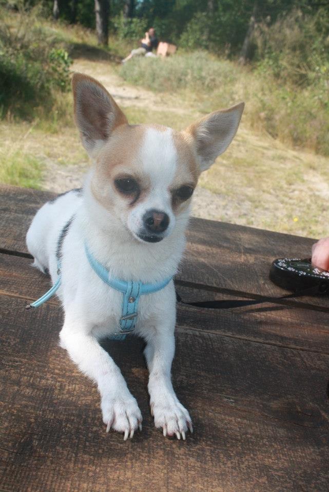 Chihuahua Pelé billede 12