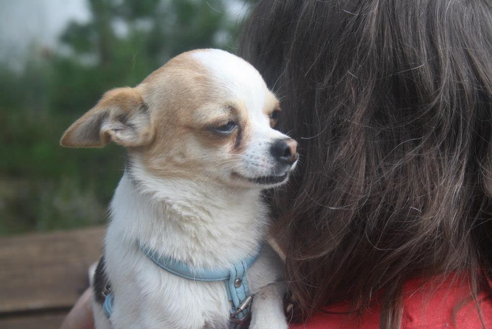 Chihuahua Pelé billede 13