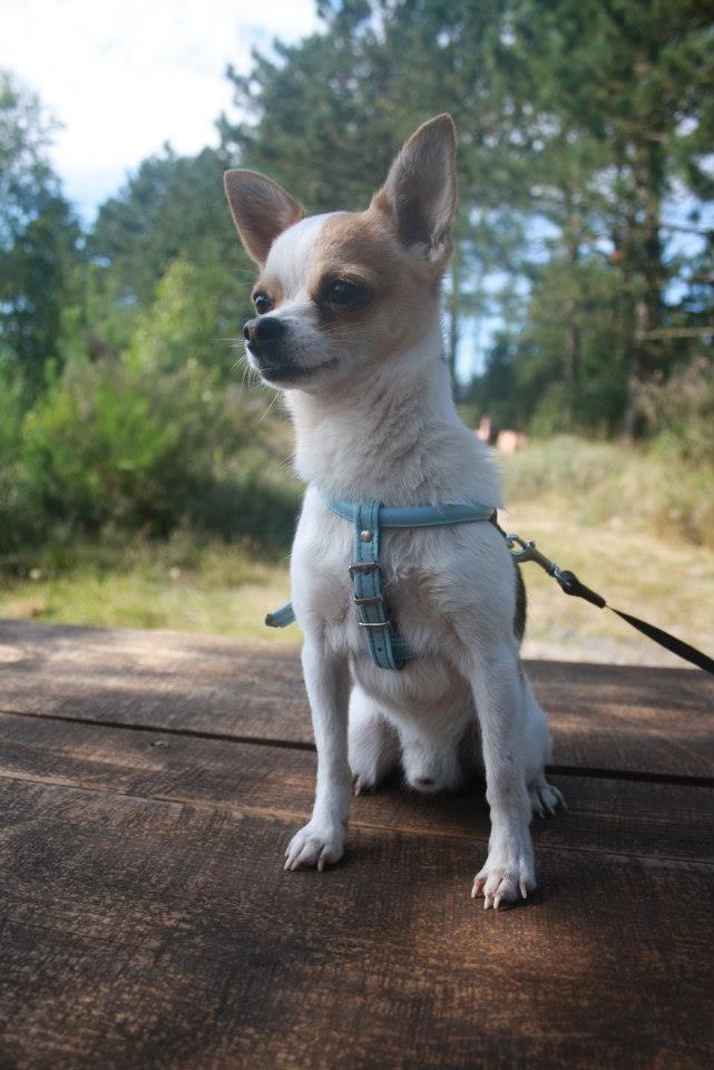 Chihuahua Pelé billede 14