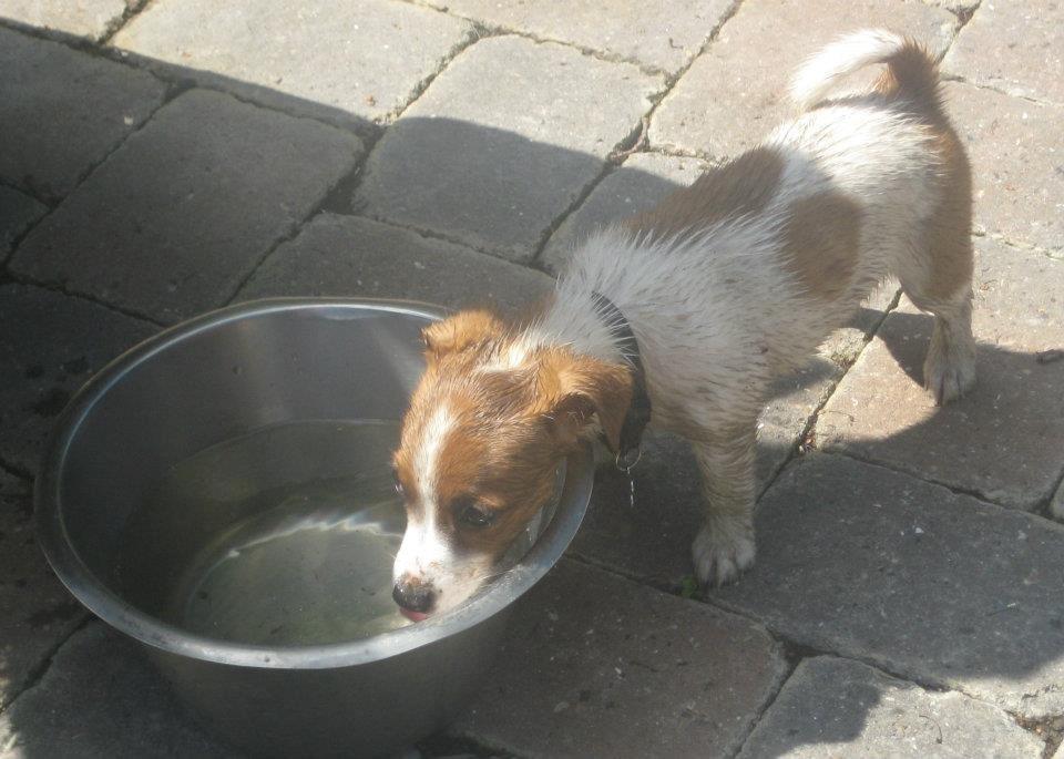 Jack russell terrier Anton billede 1