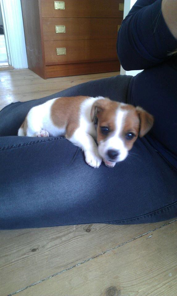 Jack russell terrier Anton billede 2