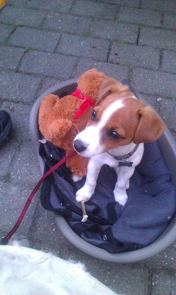 Jack russell terrier Anton billede 3