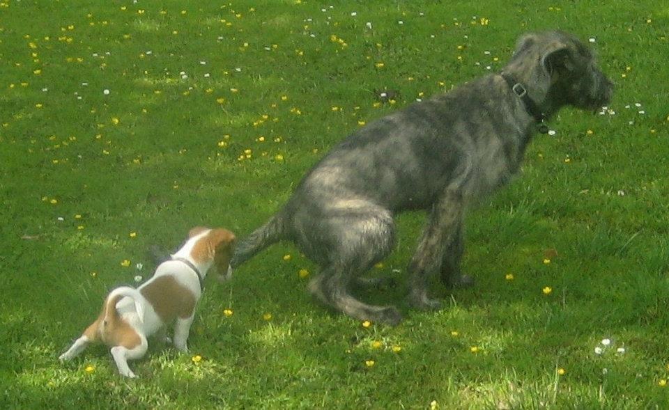 Jack russell terrier Anton billede 4