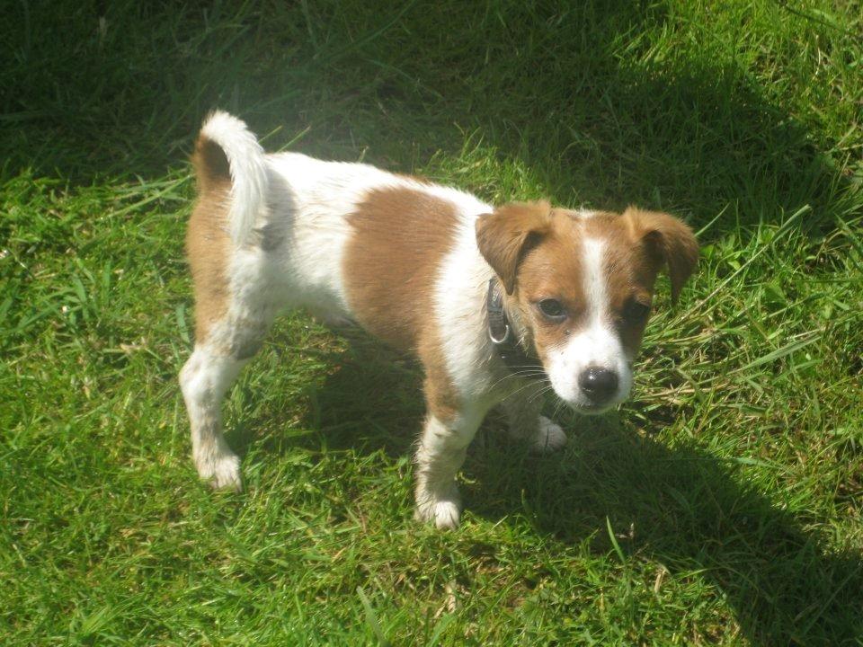 Jack russell terrier Anton billede 5