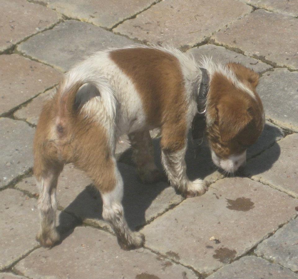 Jack russell terrier Anton billede 6