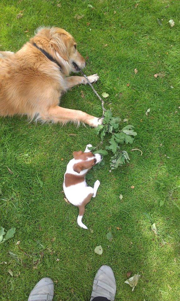 Jack russell terrier Anton billede 7