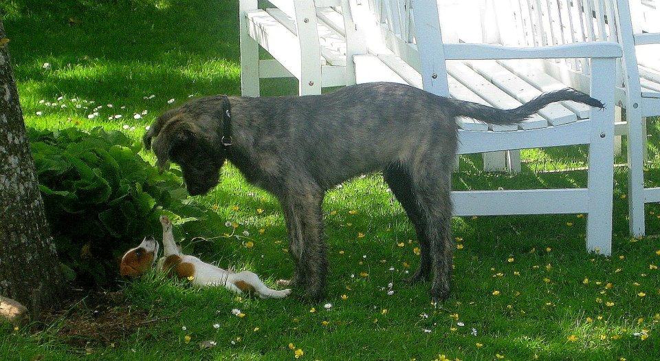 Jack russell terrier Anton billede 8