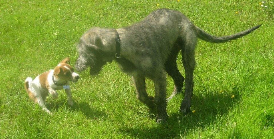 Jack russell terrier Anton billede 9