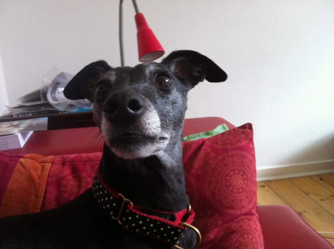 Whippet Dragonwing Breeze (Nanna) billede 5