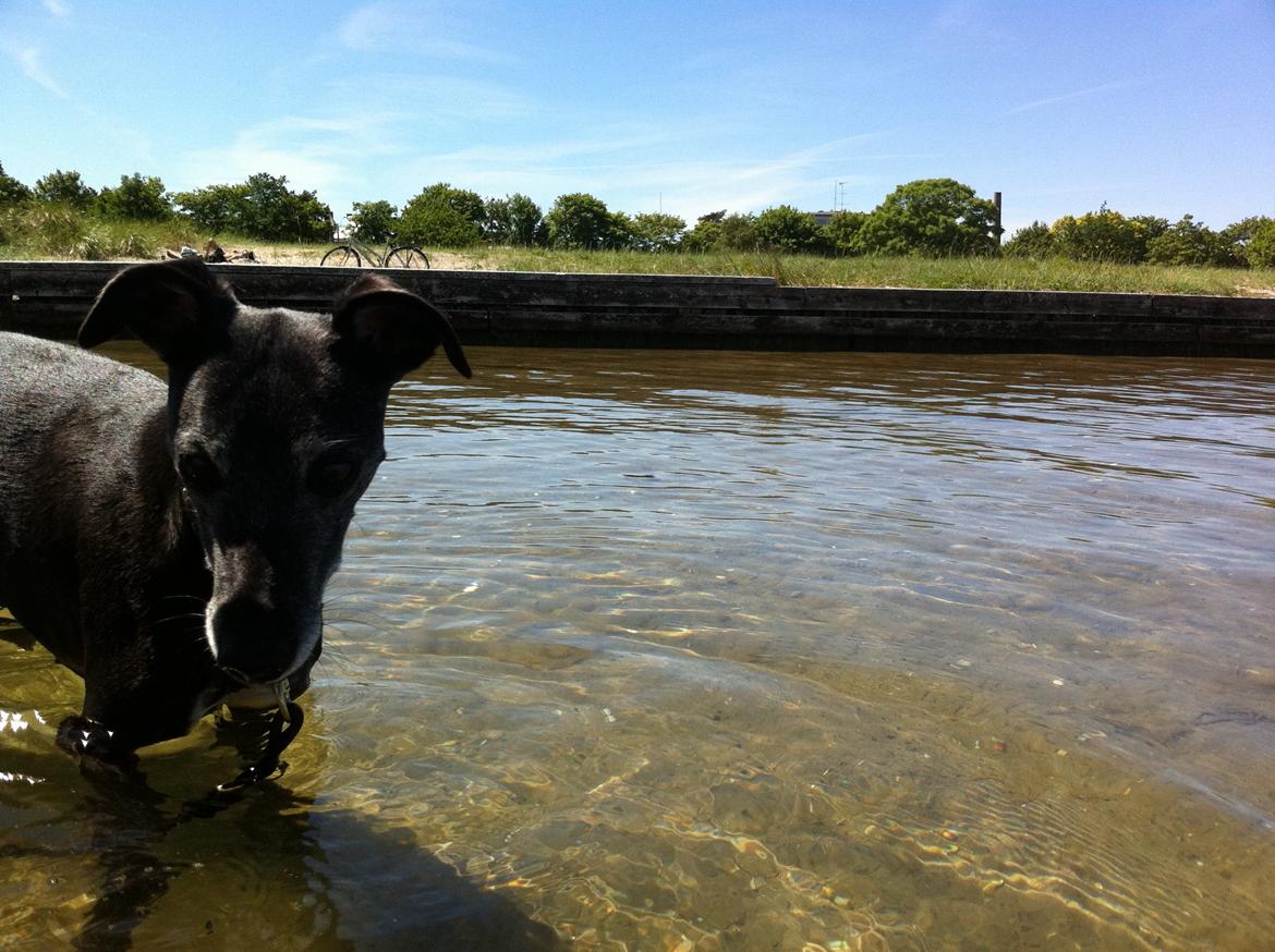 Whippet Dragonwing Breeze (Nanna) billede 3