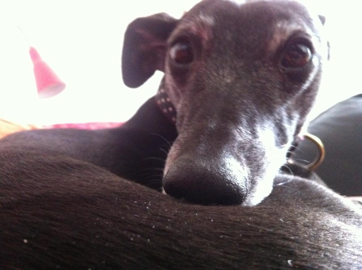 Whippet Dragonwing Breeze (Nanna) billede 4