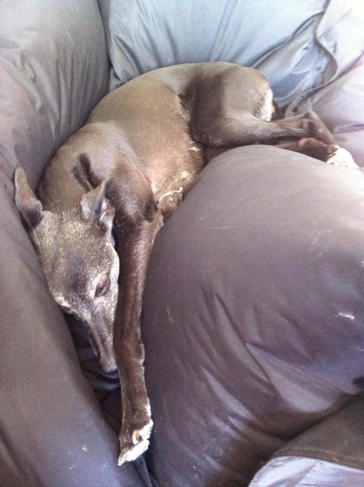 Whippet Dragonwing Breeze (Nanna) billede 6