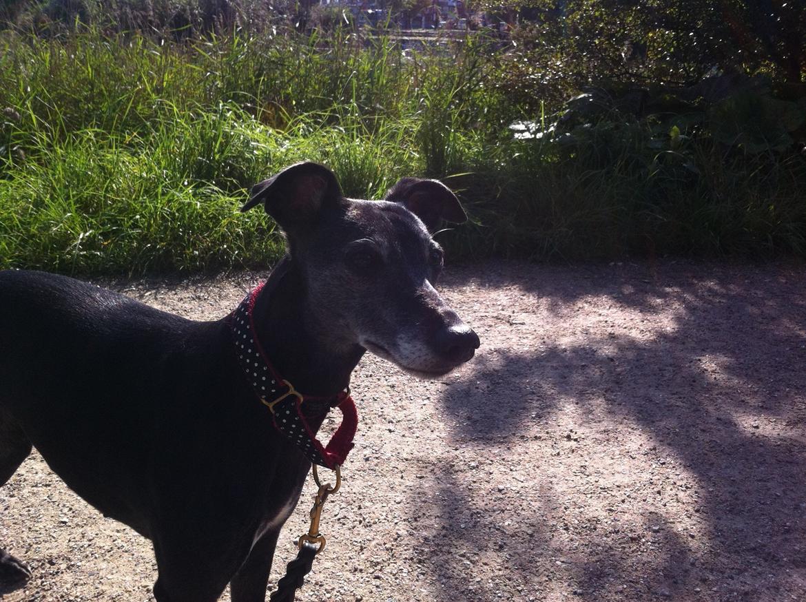 Whippet Dragonwing Breeze (Nanna) billede 8