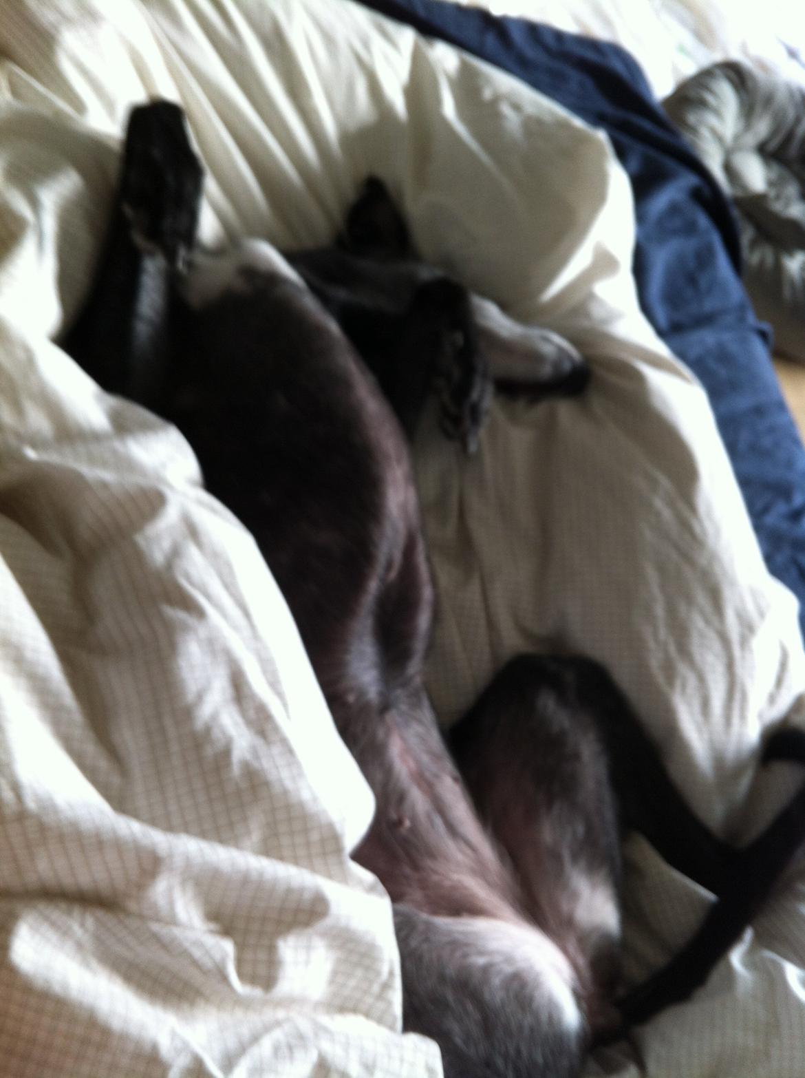 Whippet Dragonwing Breeze (Nanna) - Whippet-sovning billede 9