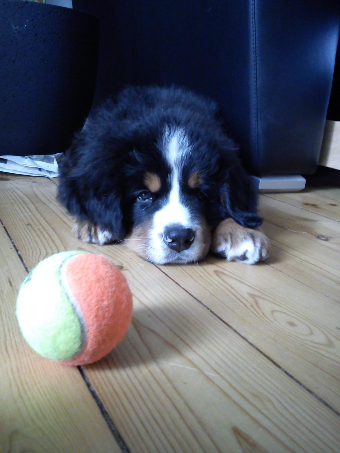 Berner sennenhund Samson - Dagen efter vi hentede ham :) billede 11