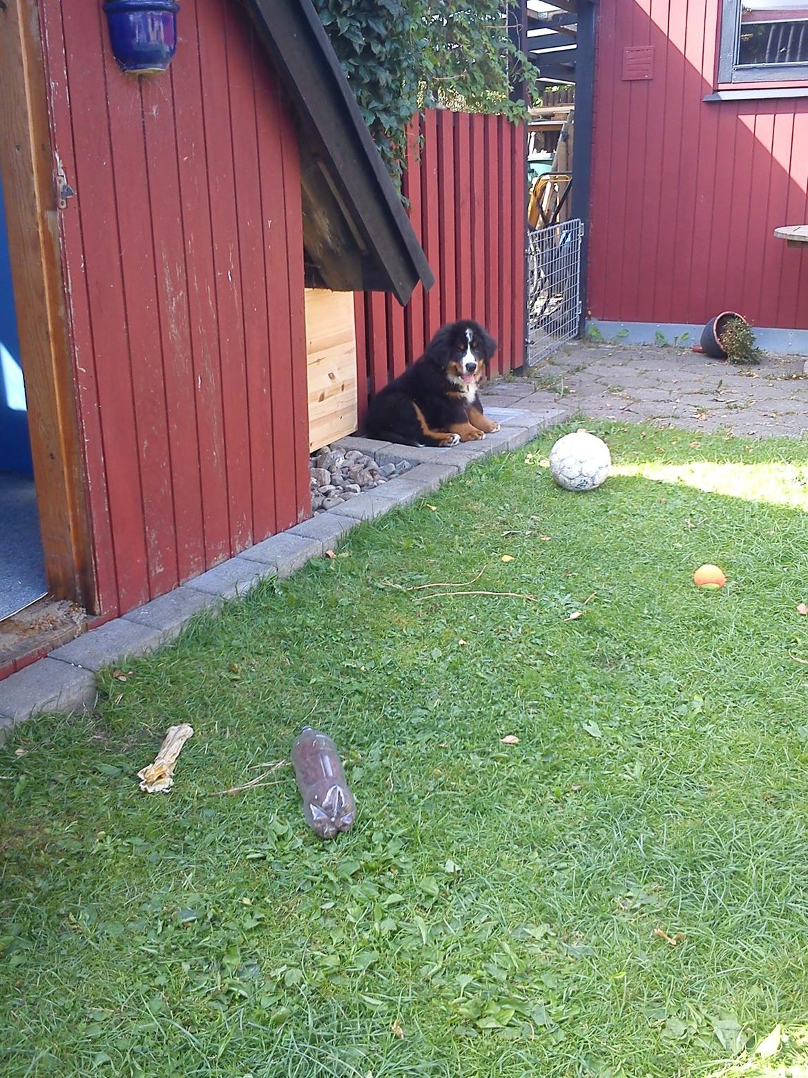 Berner sennenhund Samson billede 12