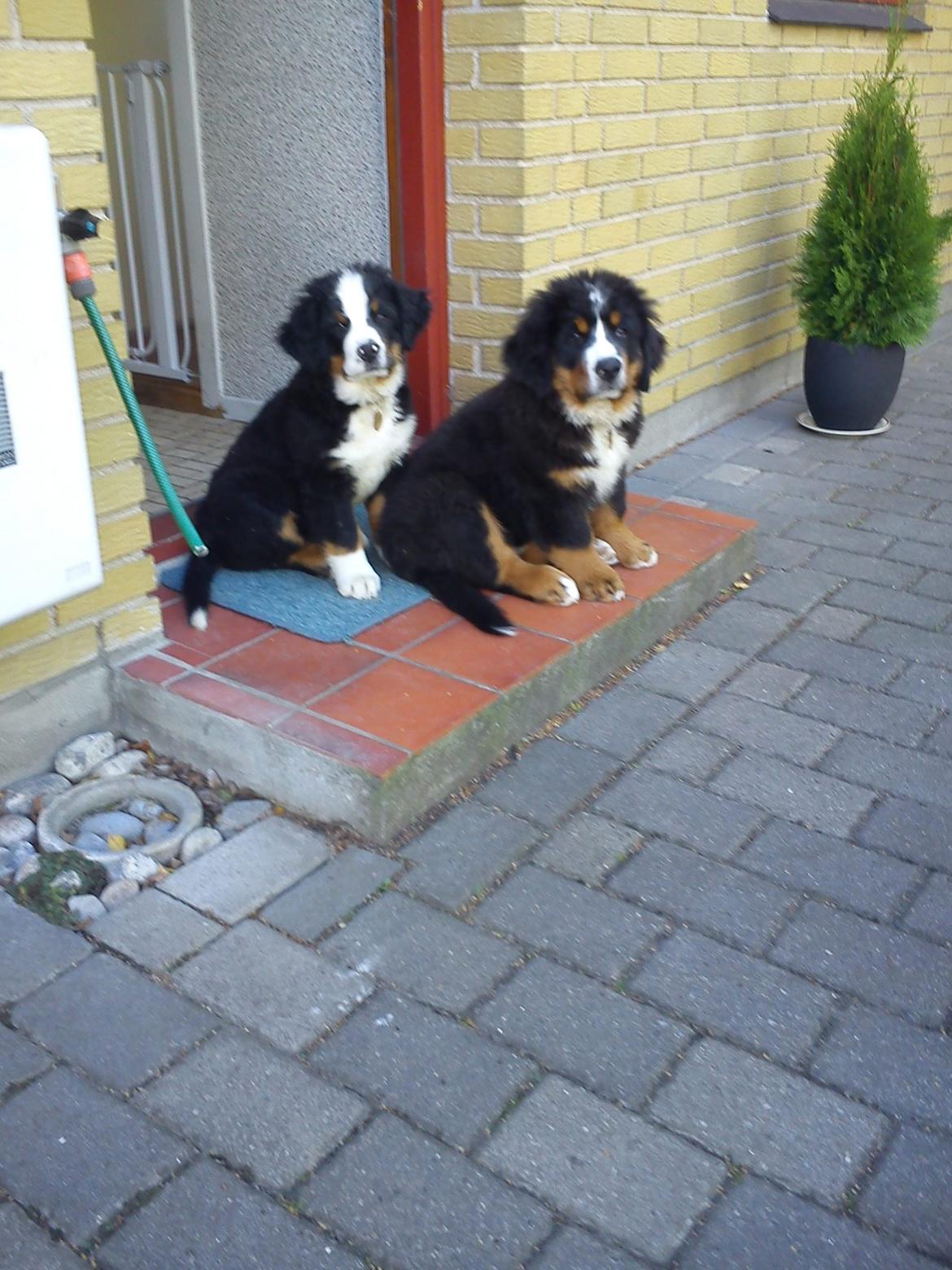 Berner sennenhund Samson - Præcis 13 uger gammel :) billede 13