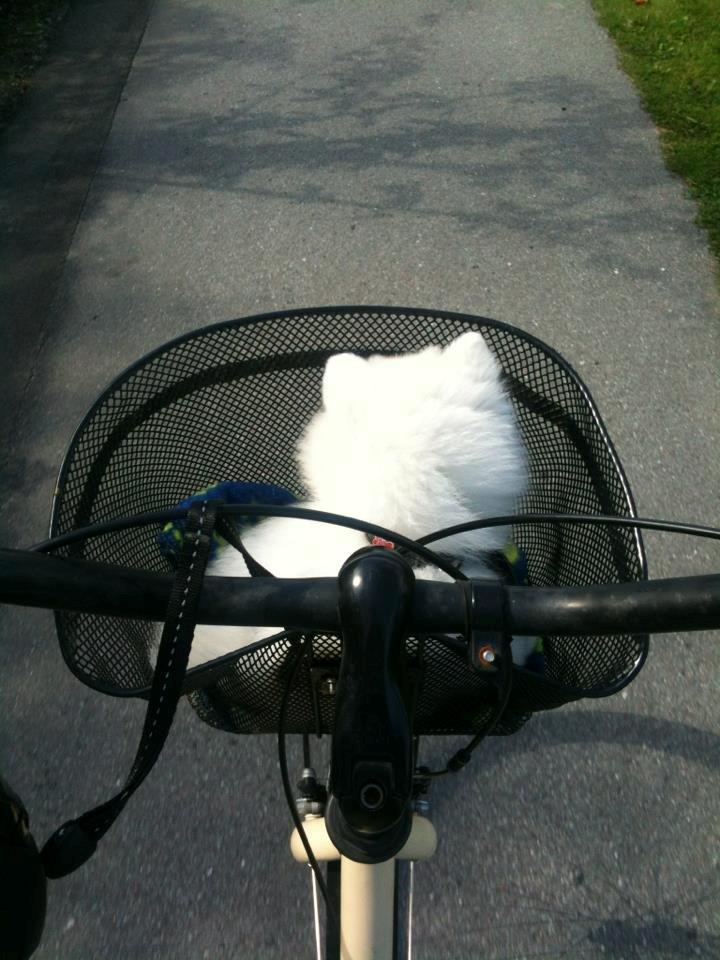 Japansk spids Simba billede 17