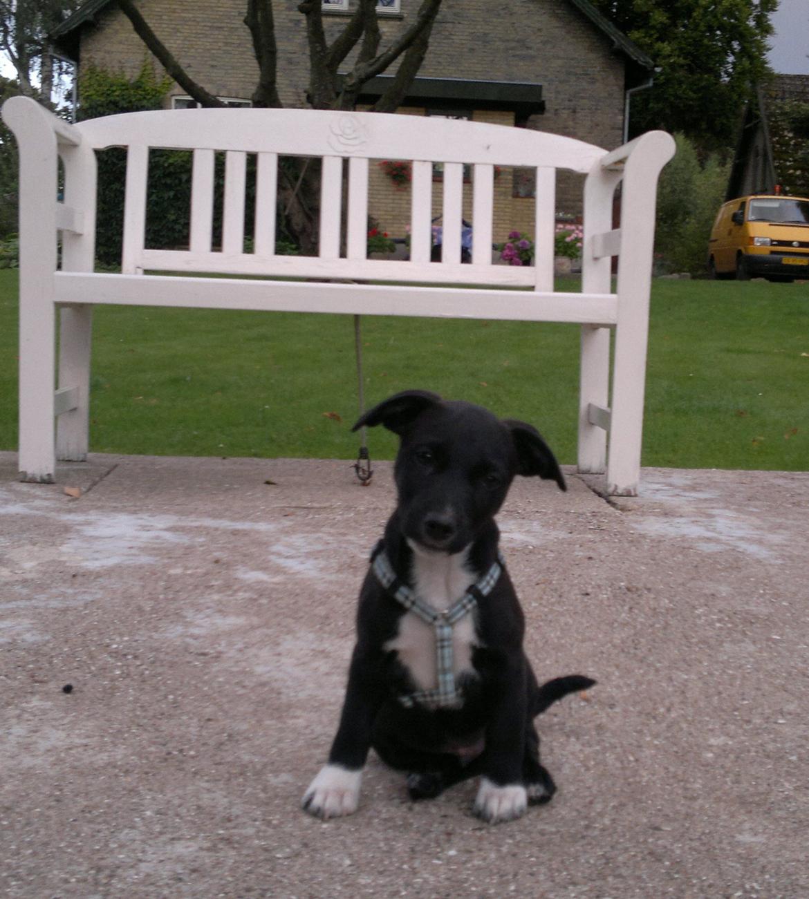 Blanding af racer Hr. Jensen  jack russel - 10 uger billede 4