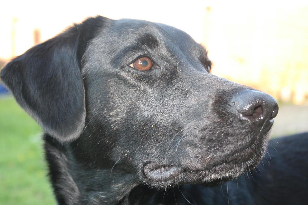 Blanding af racer Trold billede 1