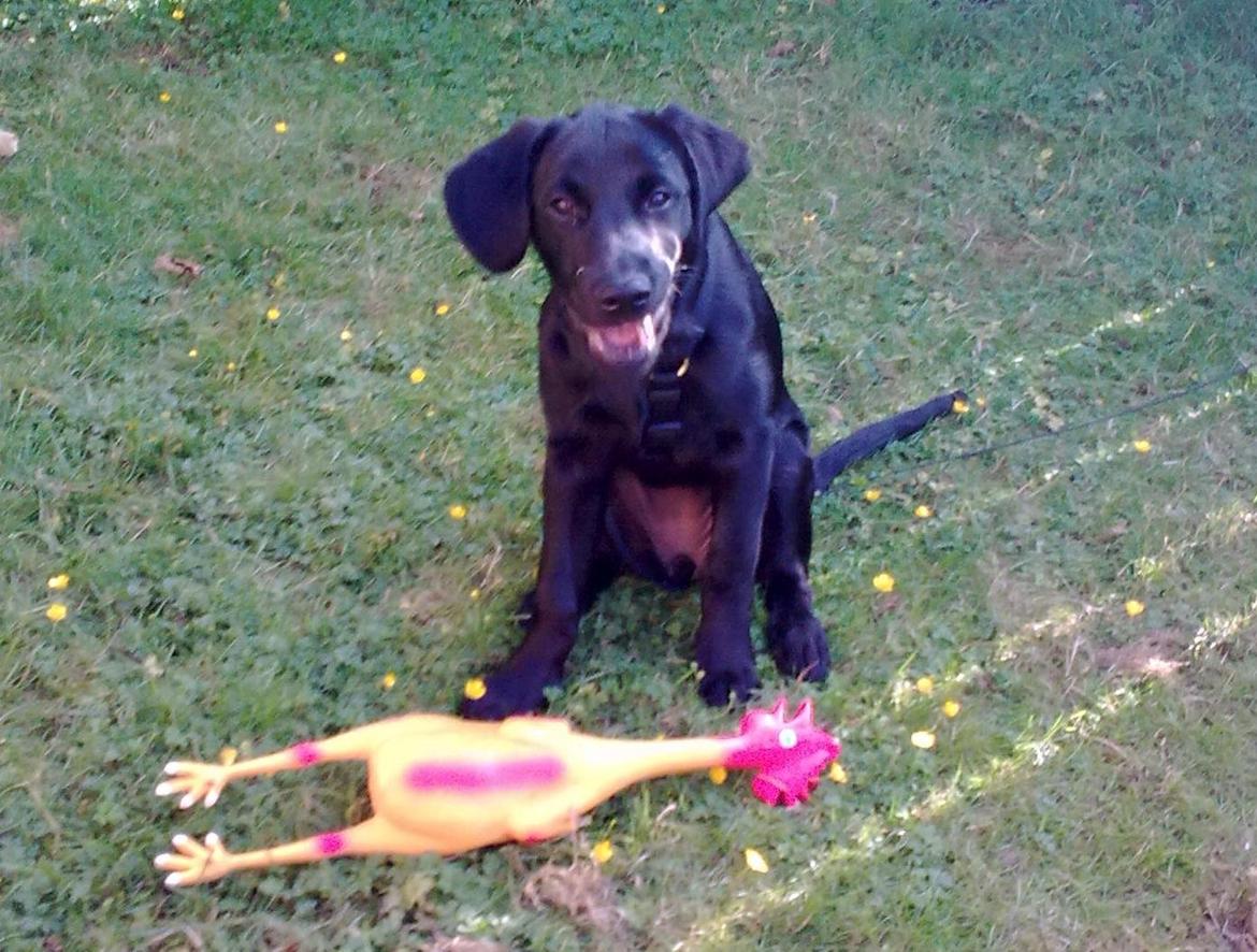 Blanding af racer Trold - Mit første bytte billede 2