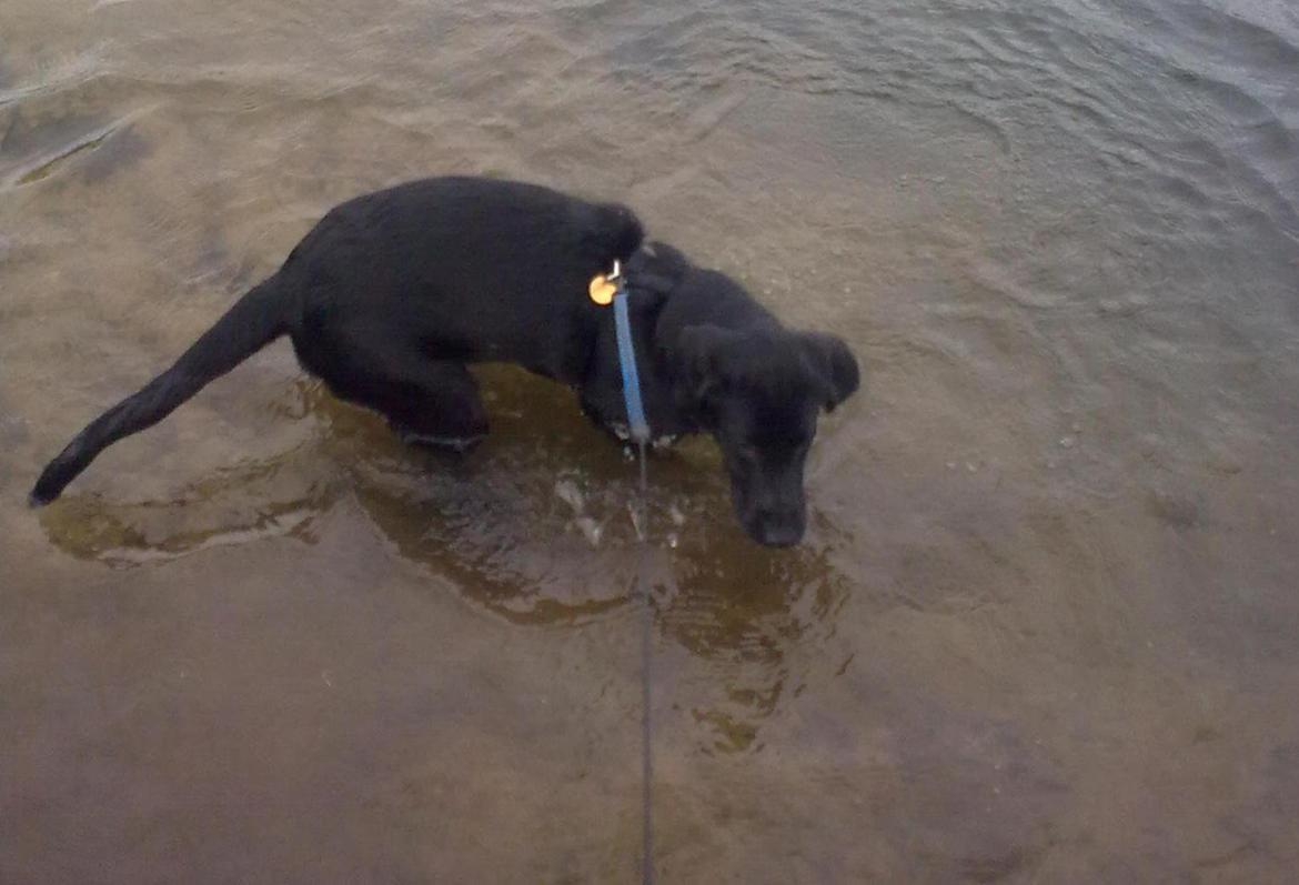 Blanding af racer Trold - Mit første møde med vand billede 3