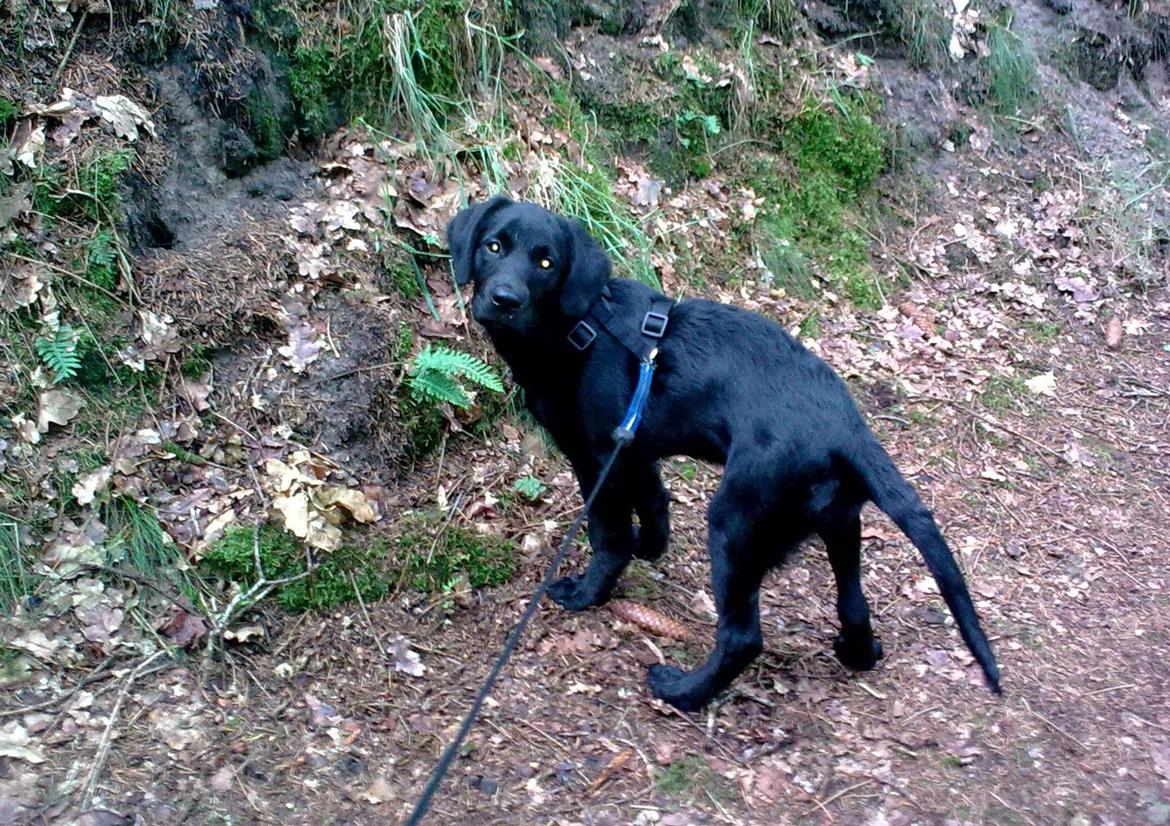 Blanding af racer Trold billede 4