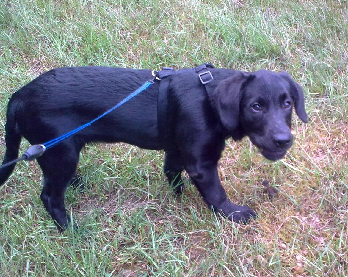 Blanding af racer Trold billede 5