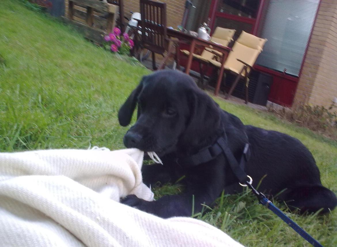 Blanding af racer Trold billede 6