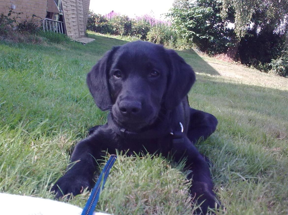 Blanding af racer Trold billede 7