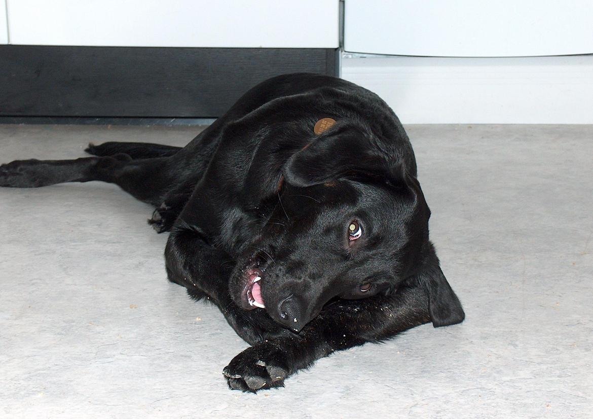 Blanding af racer Trold billede 8